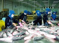 Brazil sẽ trở thành thị trường xuất khẩu cá tra lớn thứ 4 của Việt Nam?