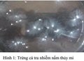 Nấm thủy mi ký sinh trên cá