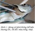 Cá tra bị trắng mang, trắng gan