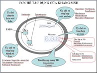 Nguyên tắc kết hợp kháng sinh