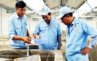 Kỳ vọng cho ngành nuôi tôm Quảng Ninh