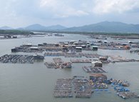 Bà Rịa - Vũng Tàu: Thời tiết bất thường, nuôi trồng thủy sản gặp khó