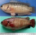  Hình bệnh cá , ếch
