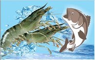 Xử lý tôm giống bằng Formol có tác dụng gì