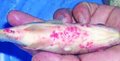 Cá rô phi bị xuất huyết do Streptocuccus