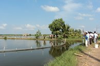 U Minh Thượng (Kiên Giang): Phát huy tiềm năng nuôi trồng thủy sản (Nguồn tin: Fistenet, 19/12/2016)